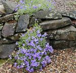 снимка Градински цветове Aubrieta, Рок Кресон , светло синьо