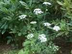 フォト 庭の花 ミノアレース、白いレースの花 (Orlaya), ホワイト