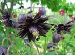 fénykép Kerti Virágok Columbine Flabellata, Európai Harangláb (Aquilegia), fekete