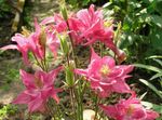 fénykép Kerti Virágok Columbine Flabellata, Európai Harangláb (Aquilegia), rózsaszín