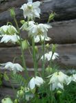 Bilde Hage blomster Columbine Flabellata, Europeiske Columbine (Aquilegia), hvit