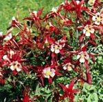 Foto Have Blomster Columbine Flabellata, Europæiske Columbine (Aquilegia), rød