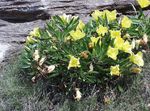 foto Flores do Jardim Botão De Ouro Branco, Prímula Pálido (Oenothera), amarelo