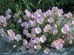 Bilde Hage blomster Nattlysolje (Oenothera speciosa), rosa