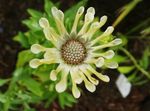 フォト 庭の花 アフリカデイジー、岬デイジー (Osteospermum), 黄