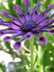 fotografie Gradina Flori Daisy African, Pelerină Daisy (Osteospermum), violet