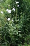 Bilde Hage blomster Ostrowskia (Ostrowskia magnifica), hvit