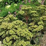 φωτογραφία Λουλούδια κήπου Επιδεικτικός Stonecrop (Hylotelephium spectabile), πράσινος