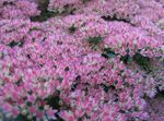 foto I fiori da giardino Stonecrop Appariscente (Hylotelephium spectabile), lilla