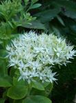 fotografie Gradina Flori Stonecrop Arătos (Hylotelephium spectabile), alb