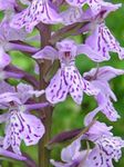 Palude Orchidea, Orchidea Maculata
