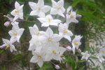 foto I fiori da giardino Vite Patata Sydney, Cespuglio Di Patate Blu, Belladonna Paraguay, Lycianthes Blu (Solanum jasminoides, Solanum rantonnetii), bianco