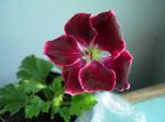Nuotrauka Sodo Gėlės Gobtuvu Lapų Pelargonijoms, Medžio Pelargonijoms, Wilde Malva (Pelargonium), bordo