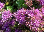 Photo bláthanna gairdín Stonecrop (Sedum), lilac