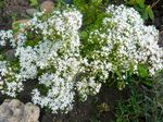 Nuotrauka Sodo Gėlės Stonecrop (Sedum), baltas