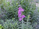 Foto Gartenblumen Ausläufer Penstemon, Chaparral Penstemon, Bunchleaf Penstemon (Penstemon x hybr,), flieder