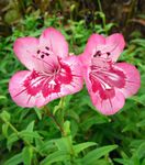фотографија Баштенске Цветови Подножју Пенстемон, Цхапаррал Пенстемон, Бунцхлеаф Пенстемон (Penstemon x hybr,), розе