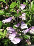 foto Flores do Jardim Penstemon Oriental, Beardtongue Peludo , lilás