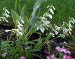 fotografie Záhradné kvety Východnej Penstemon, Chlpatý Beardtongue , biely