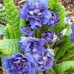 φωτογραφία Λουλούδια κήπου Ηράνθεμο (Primula), μπλε