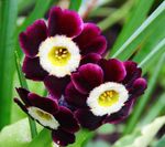 Foto Gartenblumen Primel (Primula), weinig