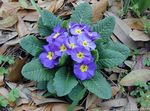 fotografie Zahradní květiny Petrklíč (Primula), světle modrá