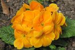 Фото Садові Квіти Примула (Primula), помаранчевий