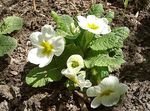 Фото Садовые Цветы Примула (Primula), белый