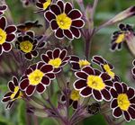 фотографија Баштенске Цветови Јагорчевина (Primula), црн