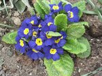 fotografie Zahradní květiny Petrklíč (Primula), modrý