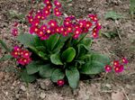 Photo les fleurs du jardin Primevère (Primula), rouge
