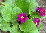 Фото Садові Квіти Примула (Primula), фіолетовий