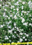 Photo les fleurs du jardin Tunicflower (Petrorhagia), blanc