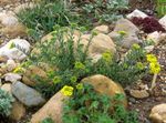 Foto Dārza Ziedi Grozs Zelta (Alyssum), dzeltens
