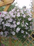 fotografie Záhradné kvety Petúnie (Petunia), biely