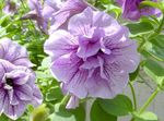 mynd garður blóm Petunia , lilac