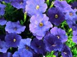 Foto Flores de jardín Petunia , azul