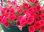 Фото Садові Квіти Петунія (Petunia), червоний