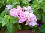 fotografie Záhradné kvety Petúnie (Petunia), ružová