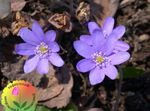 Foto Dārza Ziedi Liverleaf, Liverwort, Roundlobe Hepatica (Hepatica nobilis, Anemone hepatica), ceriņi
