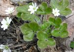 fotografie Záhradné kvety Liverleaf, Pečeňovník, Roundlobe Pečeňovník (Hepatica nobilis, Anemone hepatica), biely