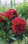 Фото Садовые Цветы Пион (Paeonia), бордовый