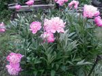 фотографија Баштенске Цветови Божур (Paeonia), розе