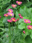 fotografija Vrtno Cvetje Naslikal Daisy, Zlato Pero, Zlati Feverfew (Pyrethrum hybridum, Tanacetum coccineum, Tanacetum parthenium), roza
