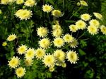 Foto Dārza Ziedi Apgleznoti Margrietiņa, Zelta Spalvu, Zelta Meiteņu Pīpenes (Pyrethrum hybridum, Tanacetum coccineum, Tanacetum parthenium), dzeltens