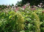 foto Flores do Jardim Amaranto, Amor-Mentira-Sangramento, Kiwicha (Amaranthus caudatus), verde