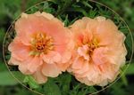 fotografie Záhradné kvety Slnko Závod, Portulaca, Ruža Mach (Portulaca grandiflora), ružová