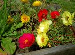 Foto Vrtne Cvjetovi Sunce Biljka, Portulaca, Ruža Mahovinu (Portulaca grandiflora), crvena