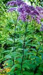 フォト 庭の花 紫色のジョーのパイ雑草、甘いジョーのパイ雑草 (Eupatorium), パープル
