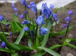 照 园林花卉 西伯利亚海葱，绵 (Scilla), 蓝色